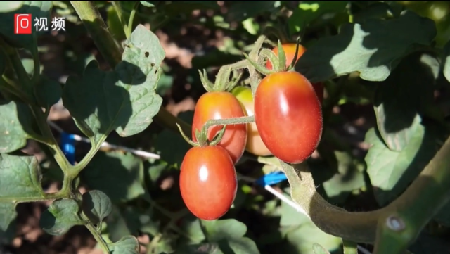 平羅縣西靈村：直供北上廣！小番茄助力鄉(xiāng)村振興