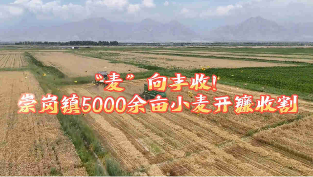 平羅縣崇崗鎮(zhèn)5000余畝小麥開鐮收割