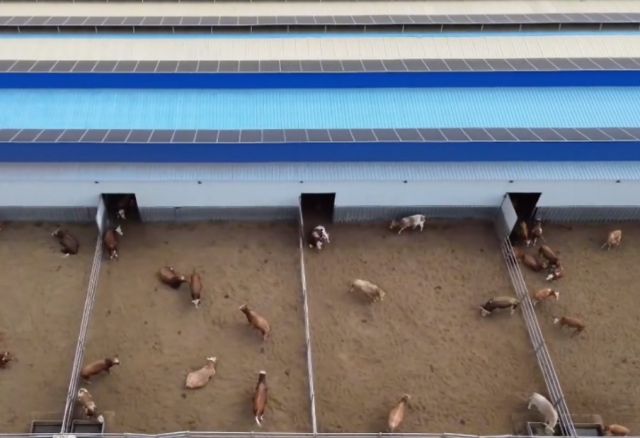 平羅縣西潤村：牛棚頂上“種太陽” 一地兩用促增收