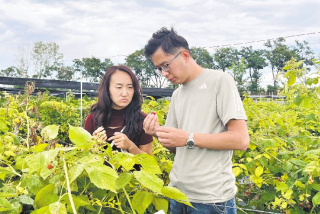 紅樹莓引來游客采摘品嘗