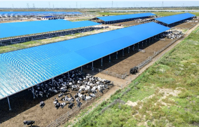 陶樂鎮(zhèn)潤豐源鄉(xiāng)村振興生態(tài)智慧示范牧場現(xiàn)代化養(yǎng)殖設(shè)施初具雛形