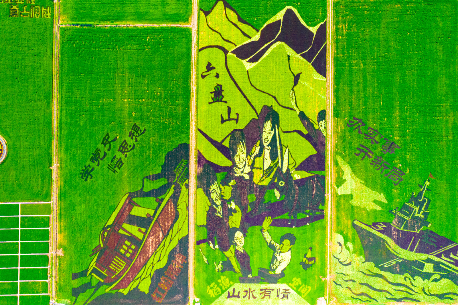 高清大圖：烈日炎炎 稻漁空間稻田畫(huà)觀賞正當(dāng)時(shí)