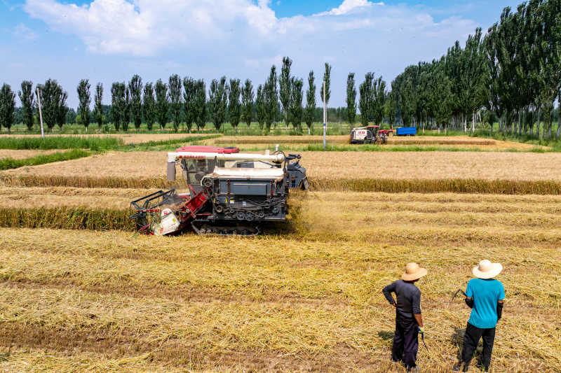 田間好“豐”景！寧夏原糧儲(chǔ)備生產(chǎn)基地10萬(wàn)畝小麥開(kāi)鐮收割